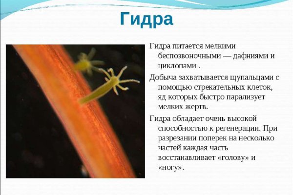 Kraken как найти ссылку